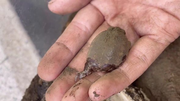 水には入りたくないので飼い主に抵抗するアメフクラガエル