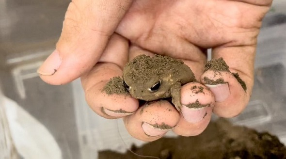 じゃがいもと呼ばれたアメフクラガエル