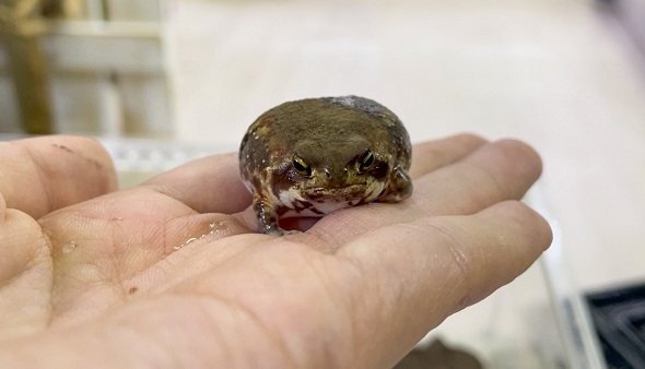 たまにしか飼い主と顔を合わせないアメフクラガエル