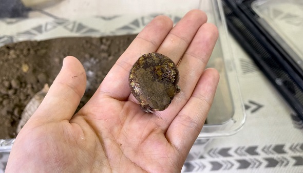 たまにしか飼い主と顔を合わせないアメフクラガエル