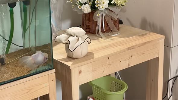 骨つぼと弟金魚のミンキーくん