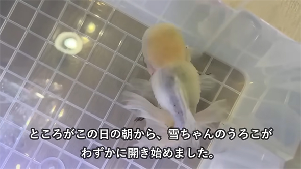 ところがこの日から