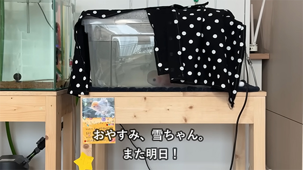 おやすみ雪ちゃん