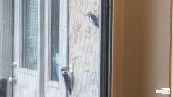 ドアベルを連打するキツツキ