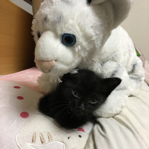 子猫とトラ