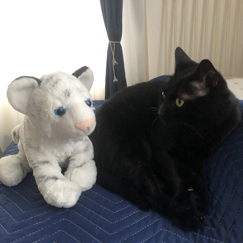 成長したこねろく