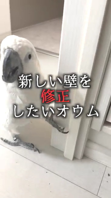 修正したいタイハクオウム