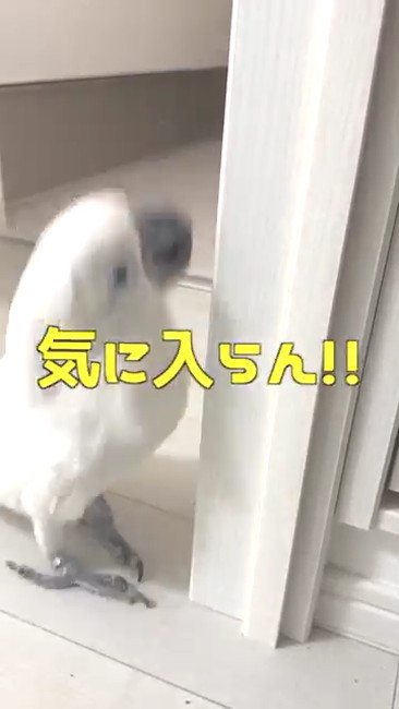 気に入らんタイハクオウム