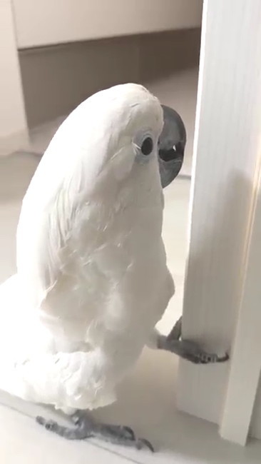 納得しないタイハクオウム