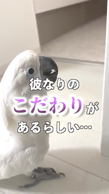 こだわりがあるらしい