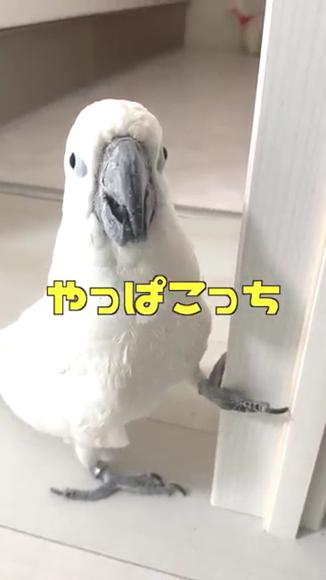 やっぱこっち？