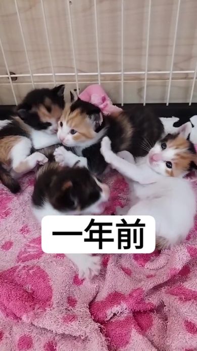 生まれて1年が過ぎた三毛猫4姉妹のビフォーアフター