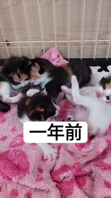 生まれて1年が過ぎた三毛猫4姉妹のビフォーアフター