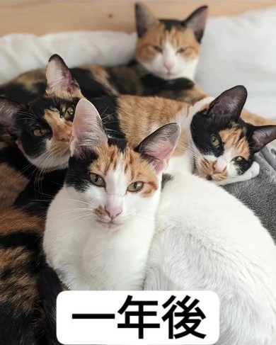 生まれて1年が過ぎた三毛猫4姉妹のビフォーアフター