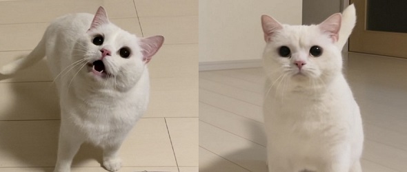 ニャンコがおねだりしているときの顔としていないときの顔