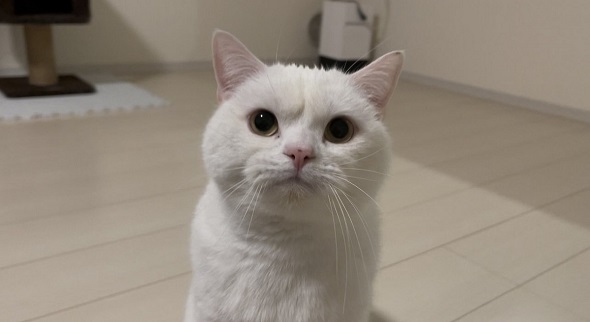 チャームポイントはしわがよっている眉間