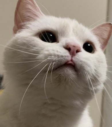 舌をしまい忘れているニャンコ