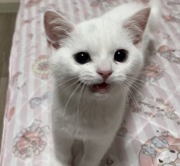 成長したニャンコの3年前と現在の比較写真