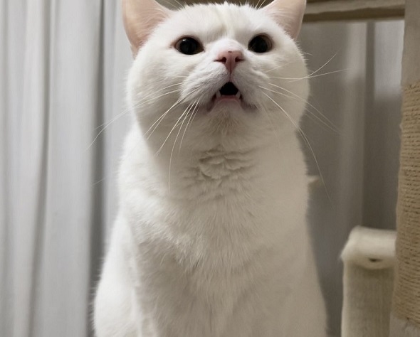 成長したニャンコの3年前と現在の比較写真