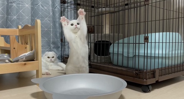 はしゃぐ弟ニャンコを見守るお姉ちゃんニャンコの過去と現在