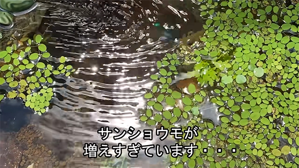サンショウモ