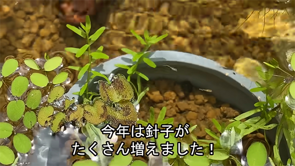 今年は針子が