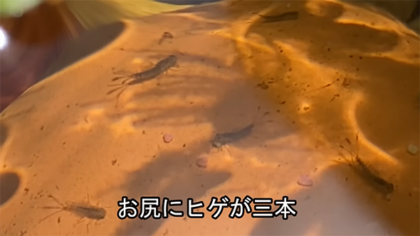 おしりにおひげ