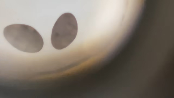 顕微鏡をのぞいたところ