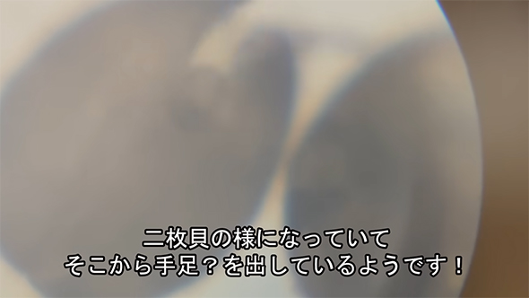 開いているカイミジンコ