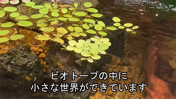小さな世界ができています