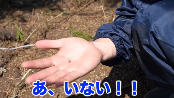 花粉 粉じん爆発 実験 スギ