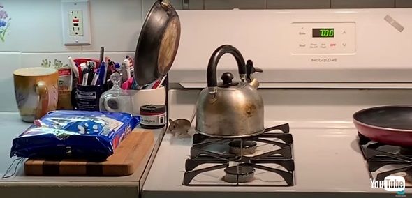 クッキーを盗むネズミ