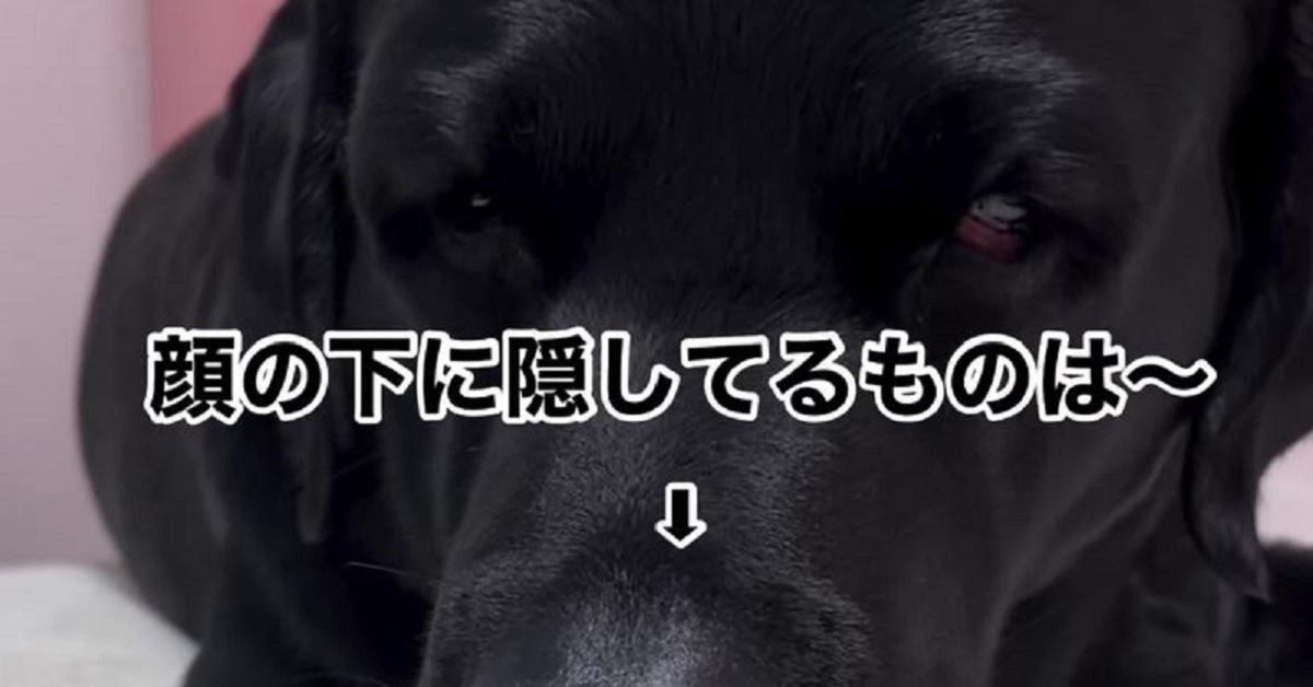 黒ラブラドールレトリバー、オオハシ(大、小)、セキセイインコ、編みぐるみ 黒ラブラドールレトリバー、オオハシ(大、小)、セキセイインコ