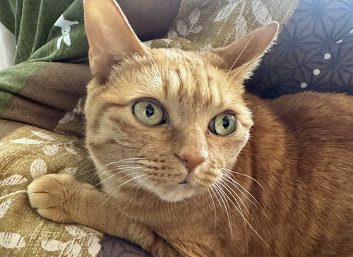 舌だしてない猫