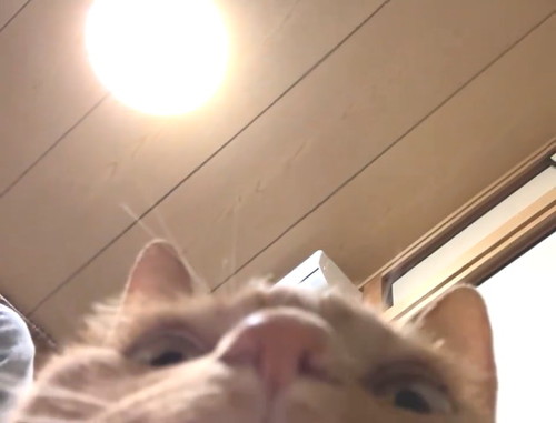 天井と猫の顔半分