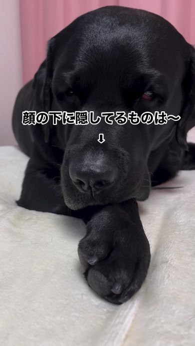 黒ラブラドールレトリバー、オオハシ(大、小)、セキセイインコ、編みぐるみ あみぐるみ／ラブラドールレトリバー(全2種) | ADeMU