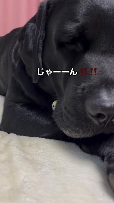 黒ラブラドールレトリバー、オオハシ(大、小)、セキセイインコ、編みぐるみ 黒ラブラドールレトリバー、オオハシ(大、小)、セキセイインコ