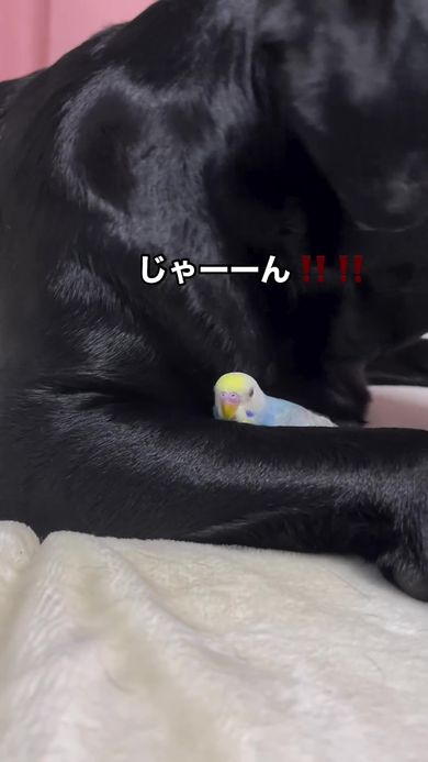 インコと仲良しすぎて自分の体で隠してしまうワンコ