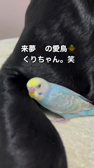 大型ワンコが必死で隠す「最愛の小さな友」 190万再生の友情に