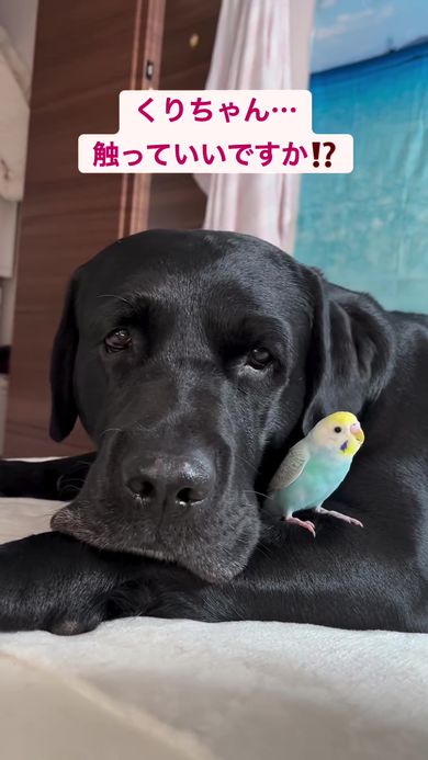 黒ラブラドールレトリバー、オオハシ(大、小)、セキセイインコ、編みぐるみ 話題の行列 黒ラブラドールレトリバー、オオハシ(大、小