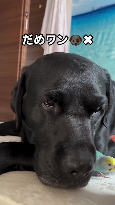 インコと仲良しすぎて自分の体で隠してしまうワンコ