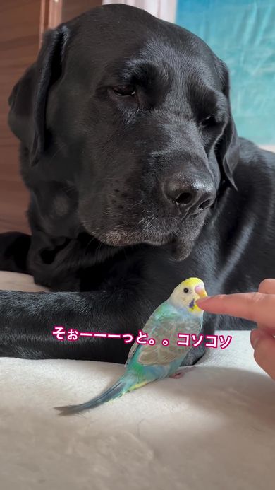 大型ワンコが必死で隠す「最愛の小さな友」 190万再生の友情に