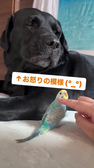 黒ラブラドールレトリバー、オオハシ(大、小)、セキセイインコ、編みぐるみ 黒ラブラドールレトリバー、オオハシ(大、小)、セキセイインコ