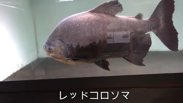ナッツクラッカーの別名を持つレッドコロソマにクルミを与えた結果