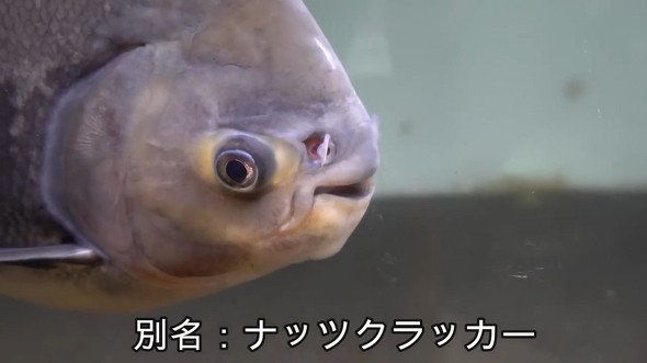 ナッツクラッカーの別名を持つレッドコロソマにクルミを与えた結果