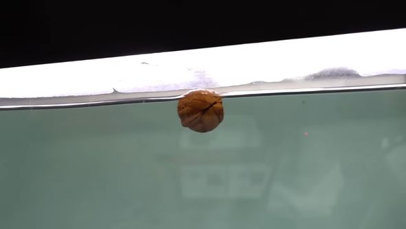 ナッツクラッカーの別名を持つレッドコロソマにクルミを与えた結果