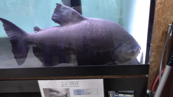 ナッツクラッカーの別名を持つレッドコロソマにクルミを与えた結果