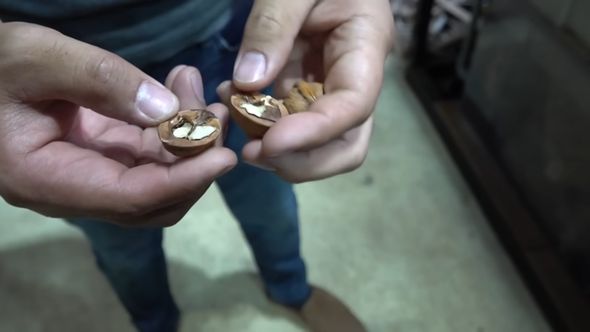 ナッツクラッカーの別名を持つレッドコロソマにクルミを与えた結果