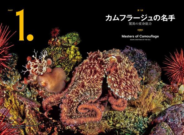 神秘なるオクトパスの世界