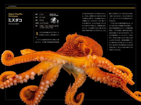 神秘なるオクトパスの世界